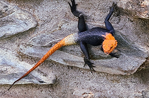 Agama planiceps